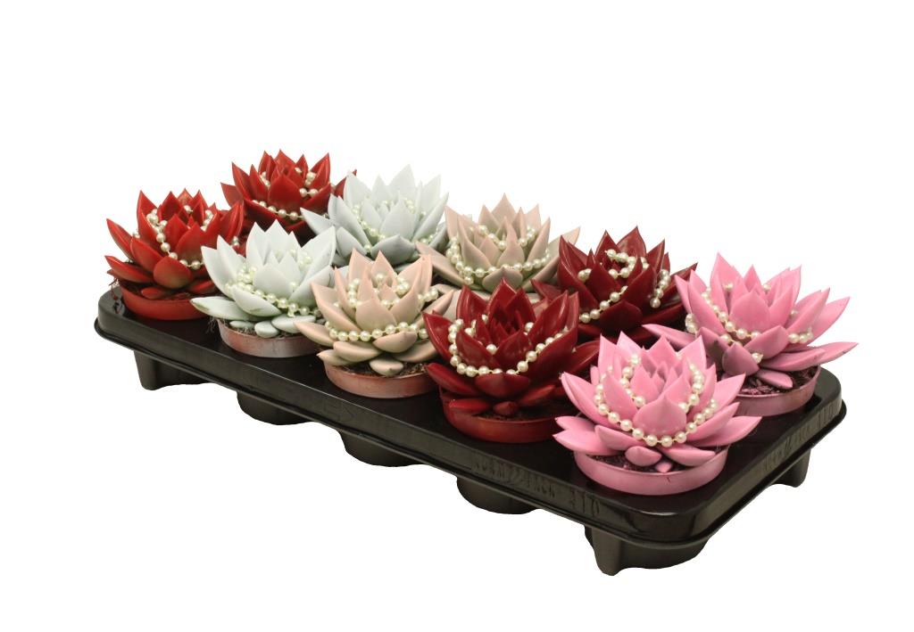 Echeveria Miranda mix 13cm 10.5cm Pot