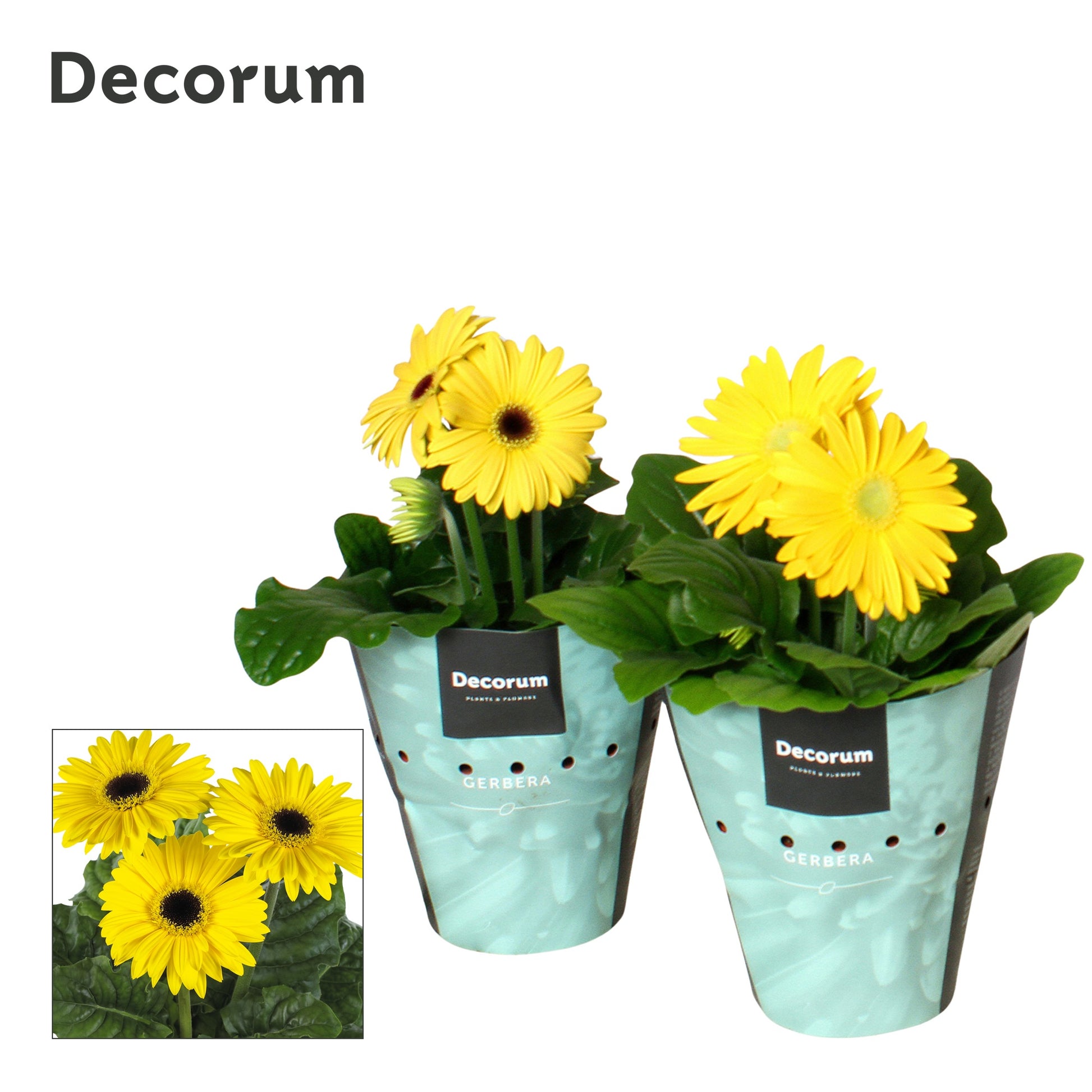 Velden, Firma Freek v.d. Gerbera Flori Line yellow Pack of 9