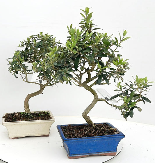 Olea europaea 35cm 20cm Pot