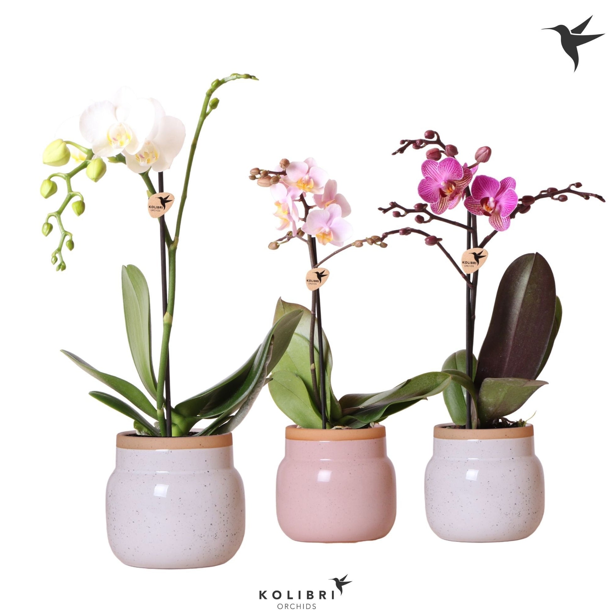 OK Plant Kolibri Orchids Phalaenopsis mix 1 spike in Vintage Bowl pot mix Pack of 6