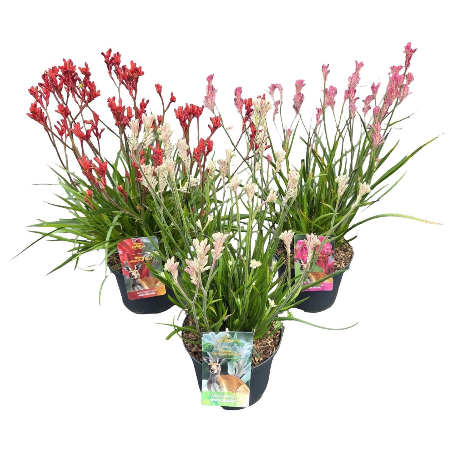 Anigozanthos Bush Inferno 80cm 23cm Pot