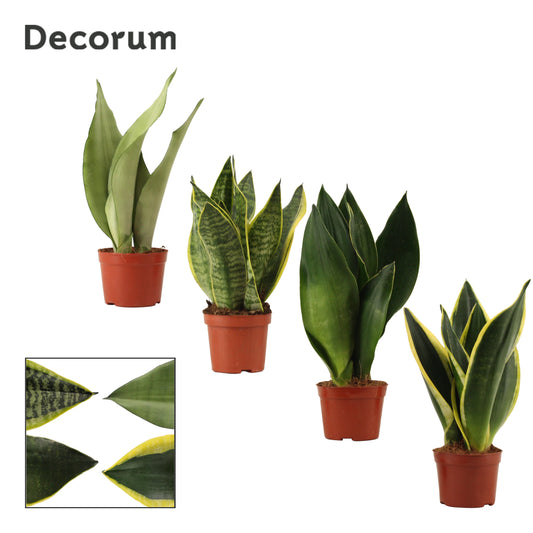 Sansevieria Super Mix 25cm 9cm Pot