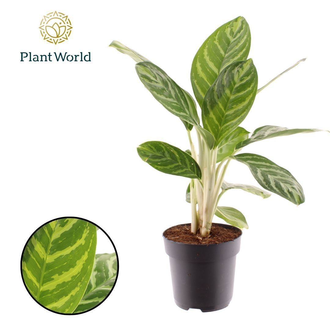Aglaonema Legacy 55cm 17cm Pot