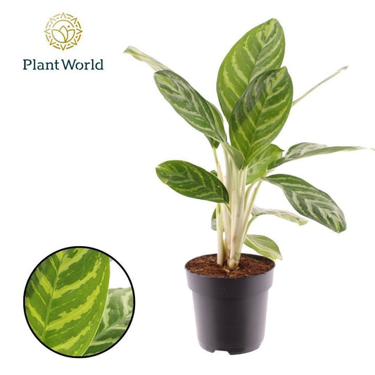Aglaonema Legacy 55cm 17cm Pot