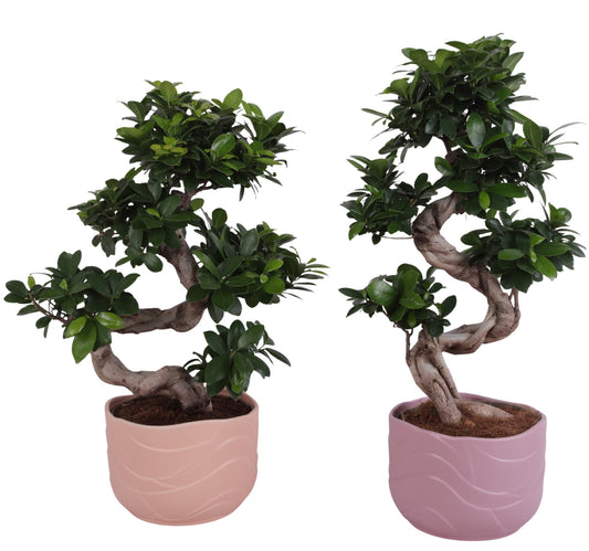 Ficus Ginseng 55cm 22cm Pot