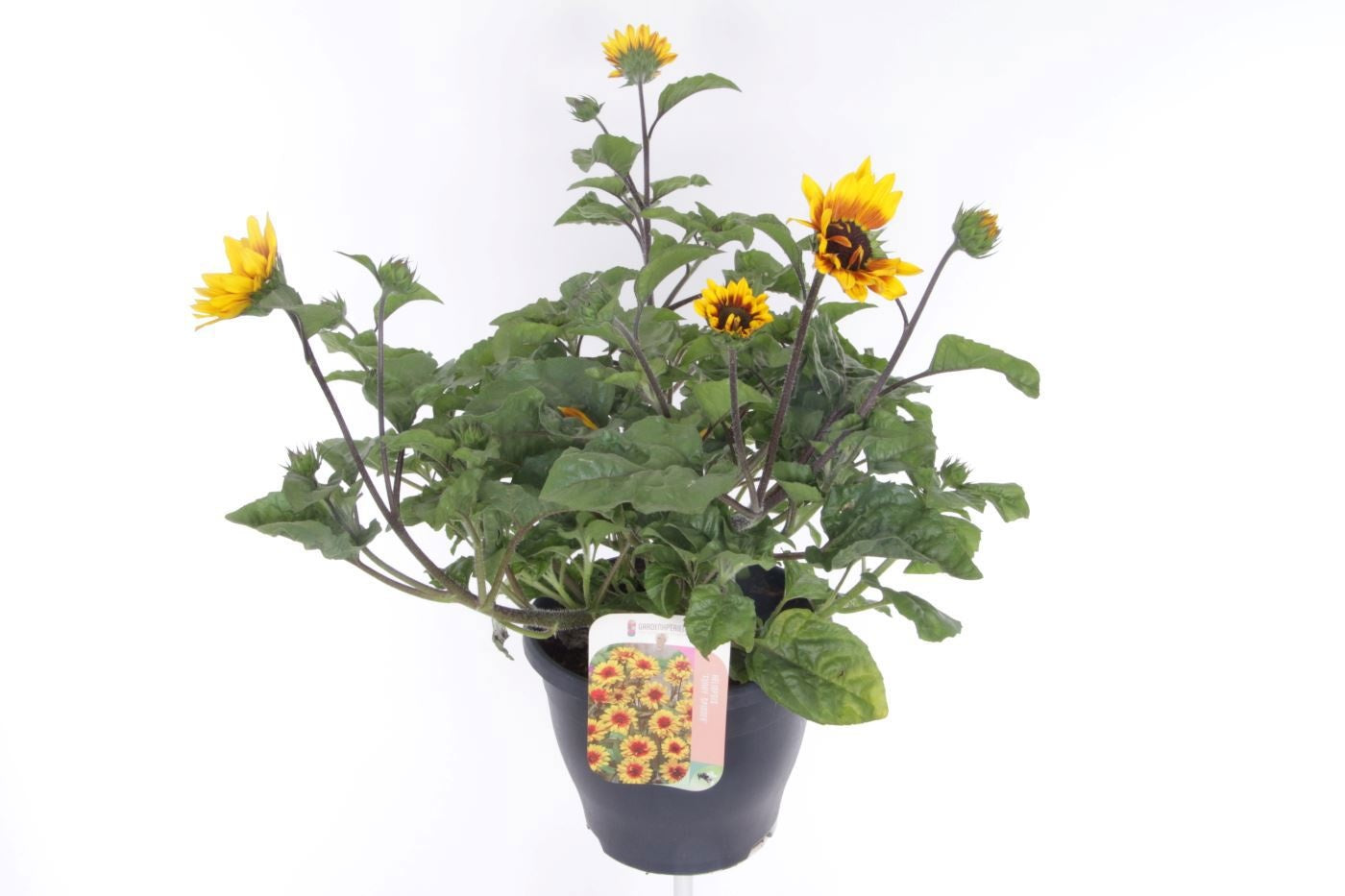 Helianthus ann. Sunbelievable Brown Eyed Girl 55cm 23cm Pot