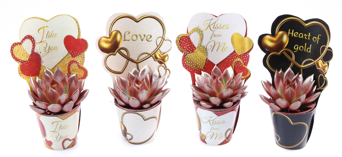 Euro Cactus Holland Bv Potcover love mix red to gold Pack of 20