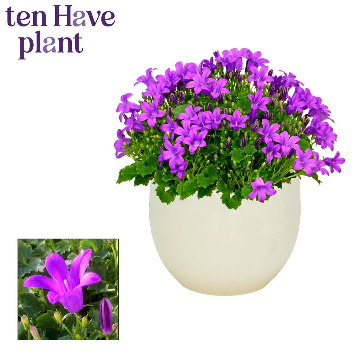 Campanula Porto 22cm 13cm Pot
