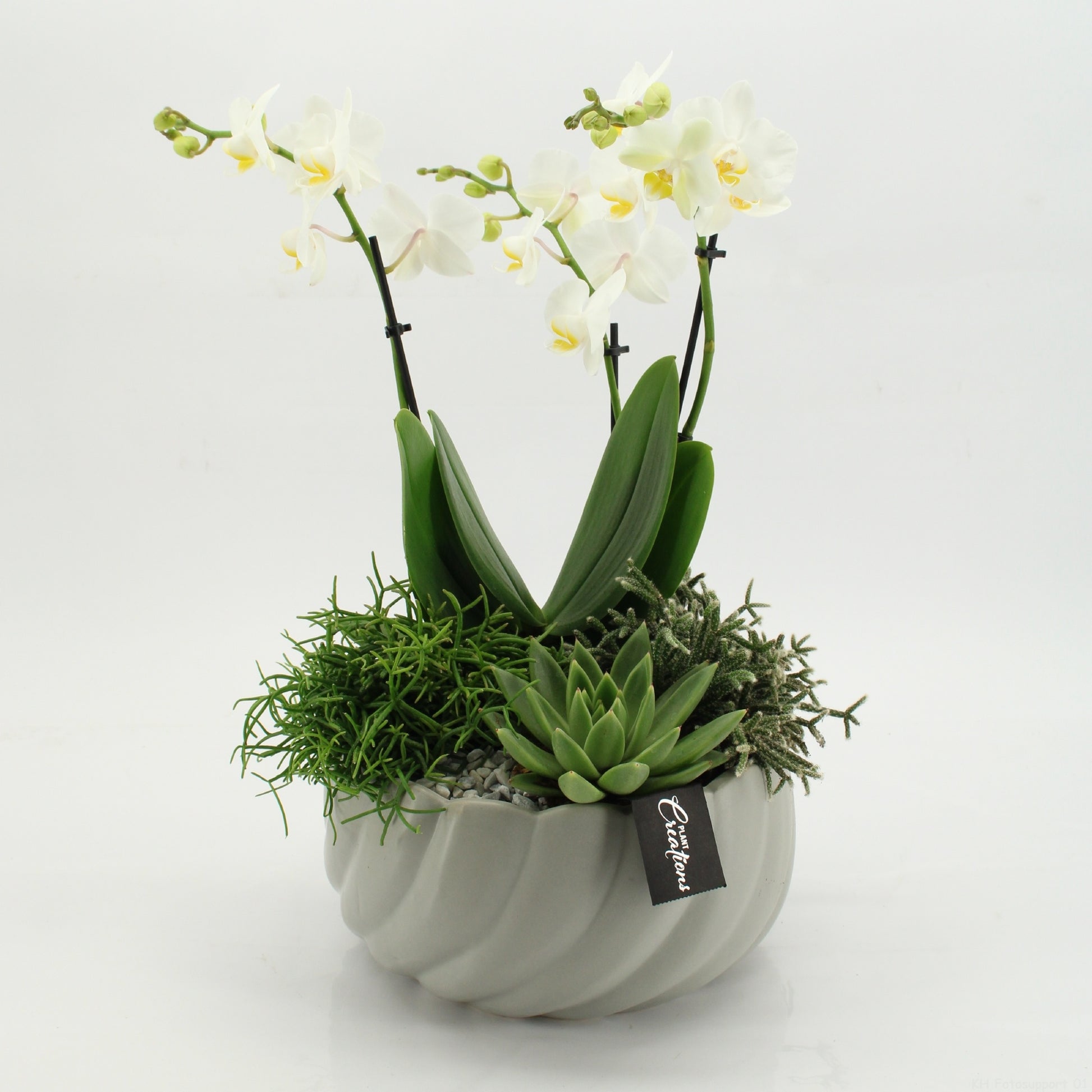 Phalaenopsis arrangement 55cm 24cm Pot