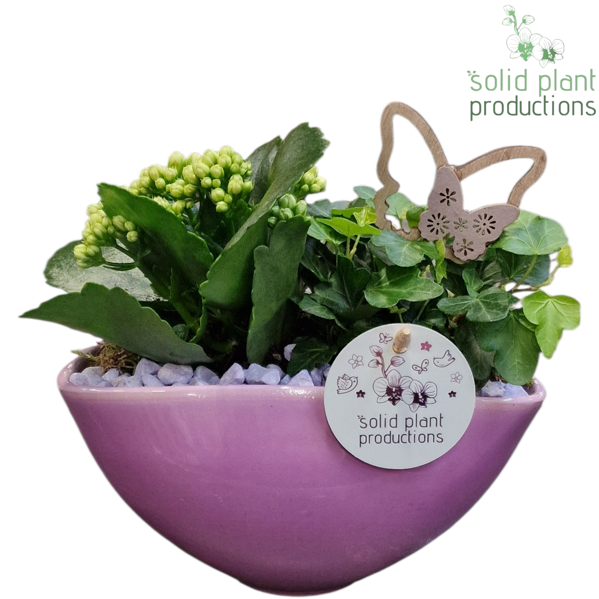 KH006 Katty Lila 22cm 19cm Pot