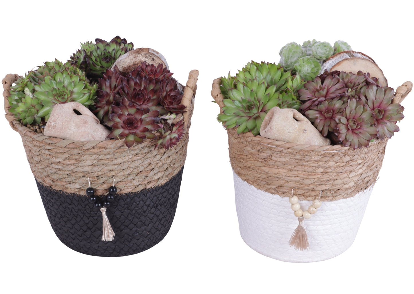 arr. Sempervivum 25cm 21cm Pot