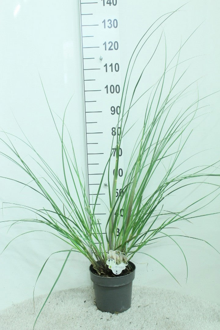 Cortaderia selloana 110cm 23cm Pot