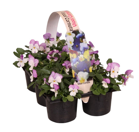 Viola corn. wit met rose 12cm 9cm Pot