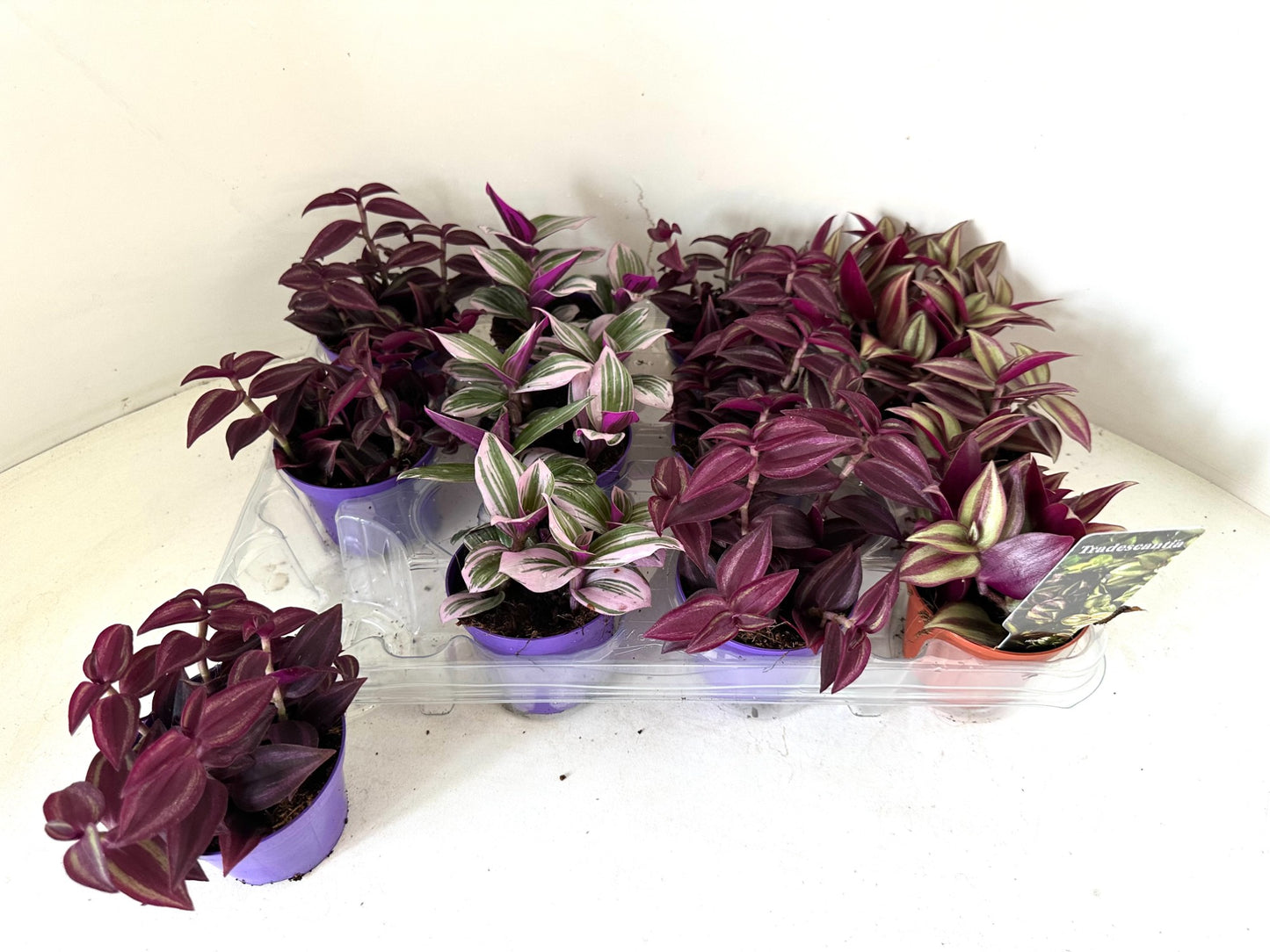 Hendriks CV, G.J. Tradescantia mix Pack of 12