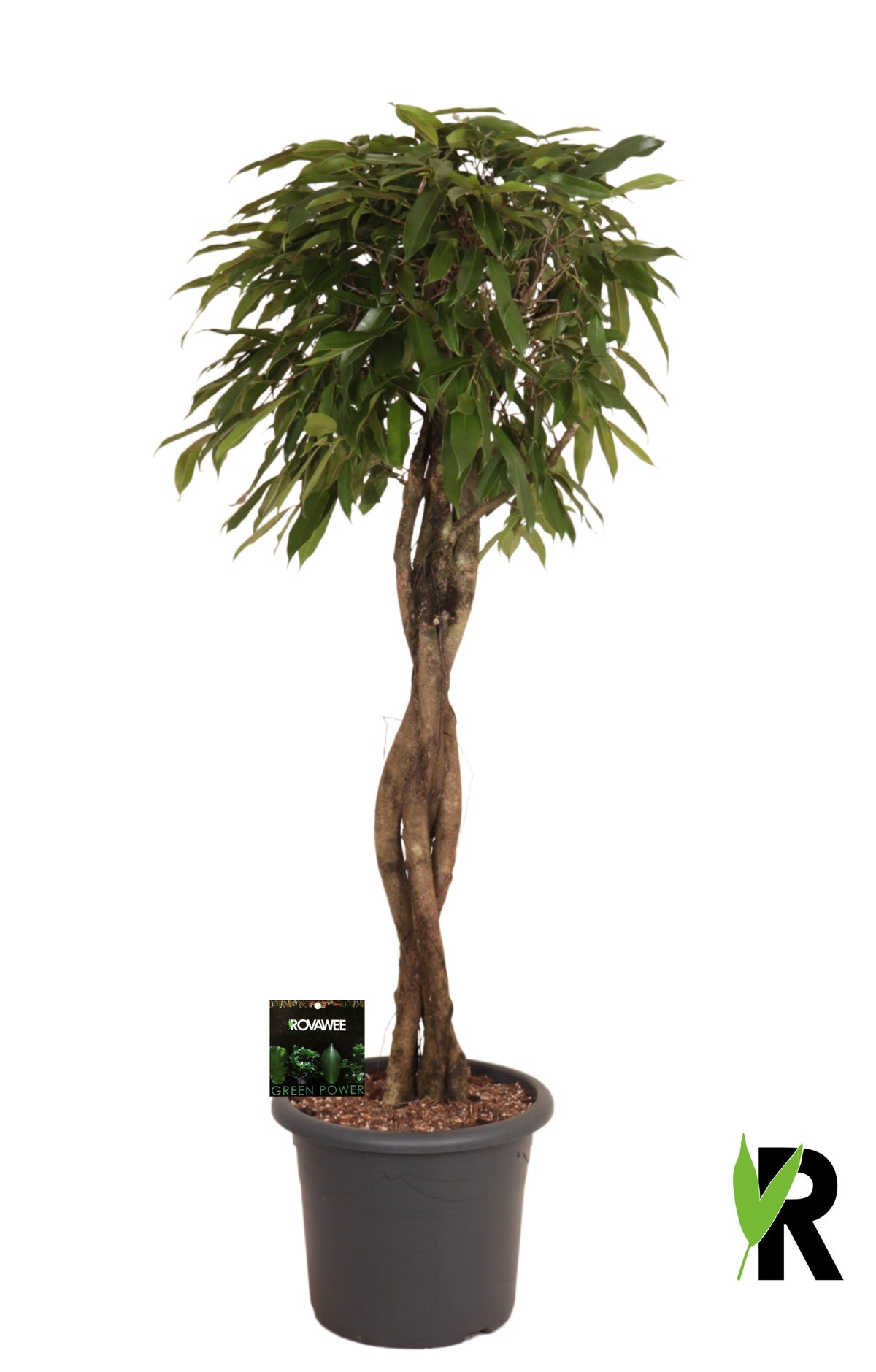 Ficus Amstel King 170cm 40cm Pot
