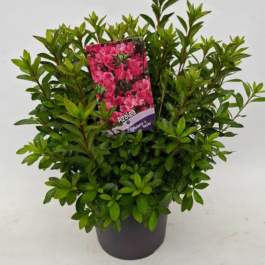 Rhododendron Madame van Hecke 30cm 19cm Pot