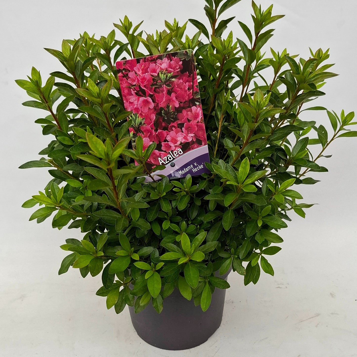 J.C.A.M. van Acht Rhododendron Madame van Hecke Pack of 1