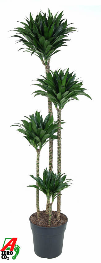 Ammerlaan Green Innovator Dracaena fragrans Compacta 120-90-60-30 Pack of 1