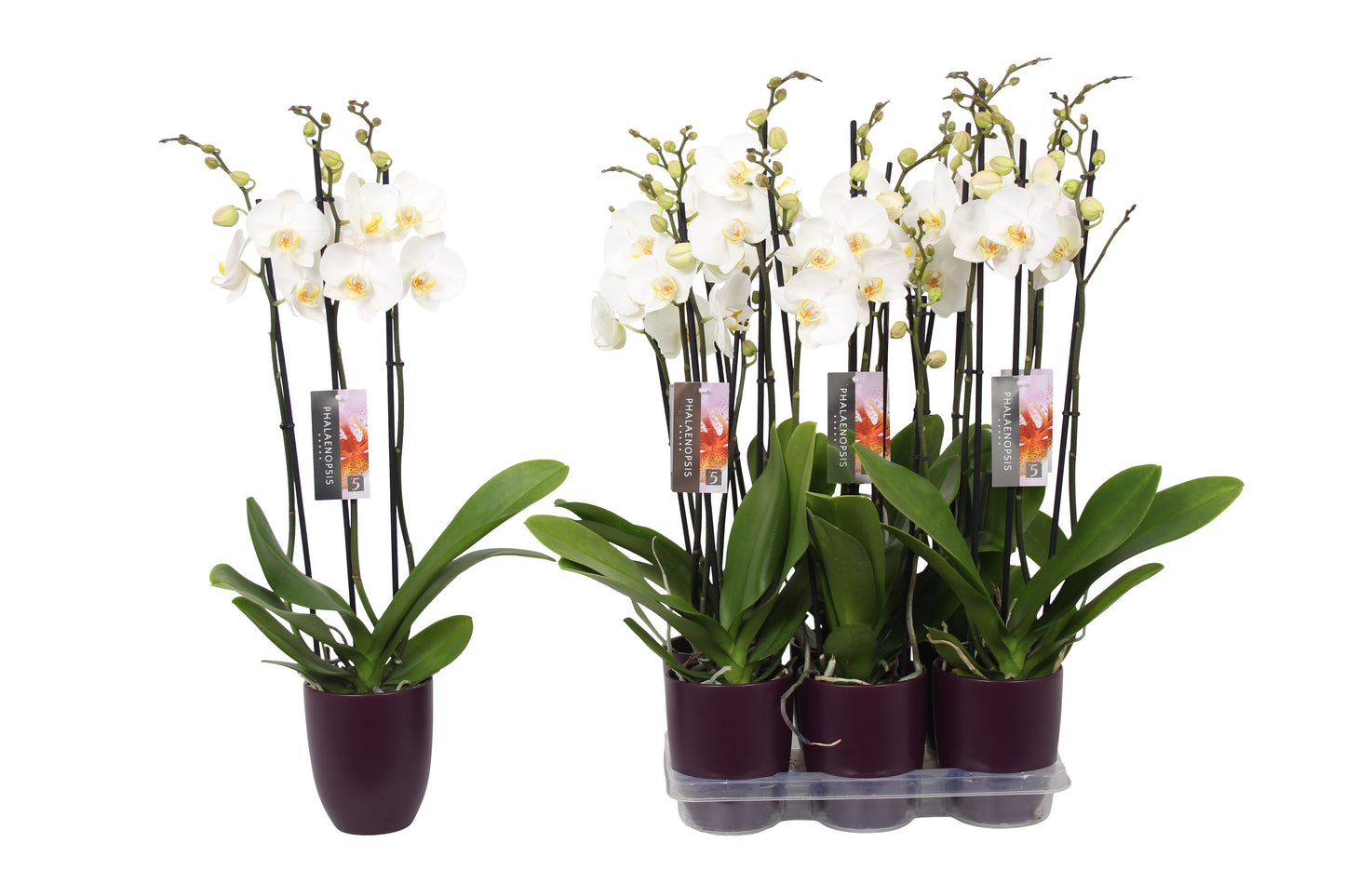 Phalaenopsis white (+ drp.ceramic) 60cm 12cm Pot
