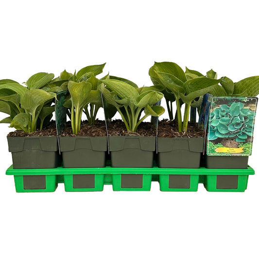 Hosta Big Daddy 25cm 11cm Pot