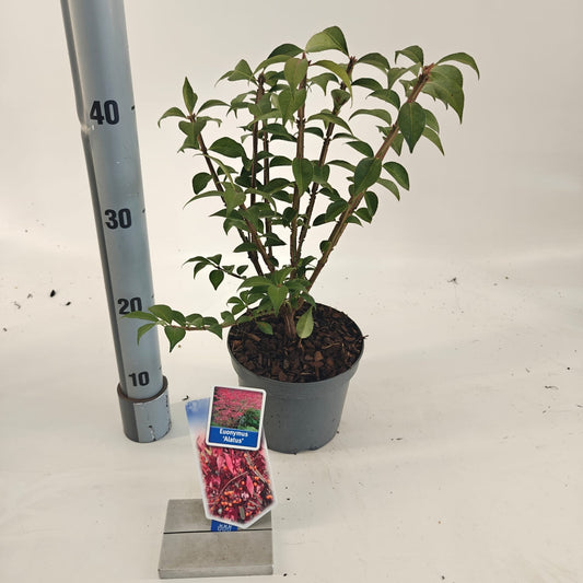 Euonymus jap. Gold Girl 40cm 17cm Pot
