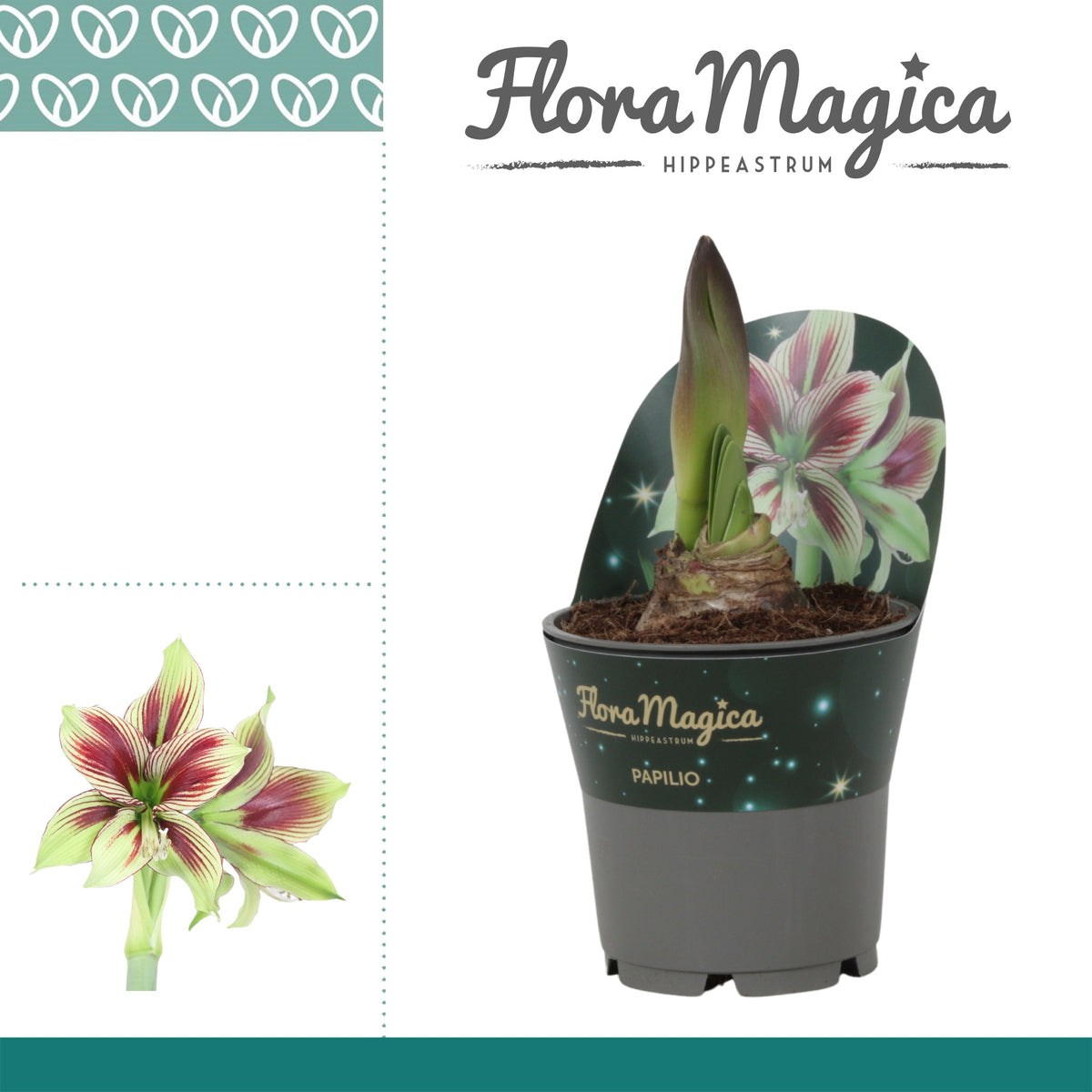 Hippeastrum 25cm 12cm Pot