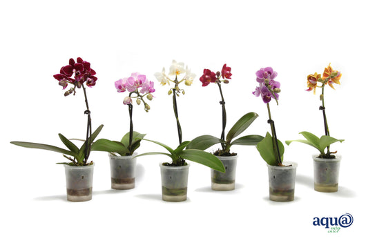 Phalaenopsis Tiny Dolls mix 17cm 6cm Pot
