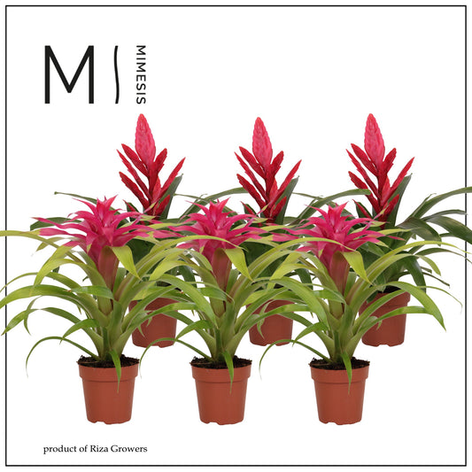 Bromelia mix Pink 45cm 12cm Pot