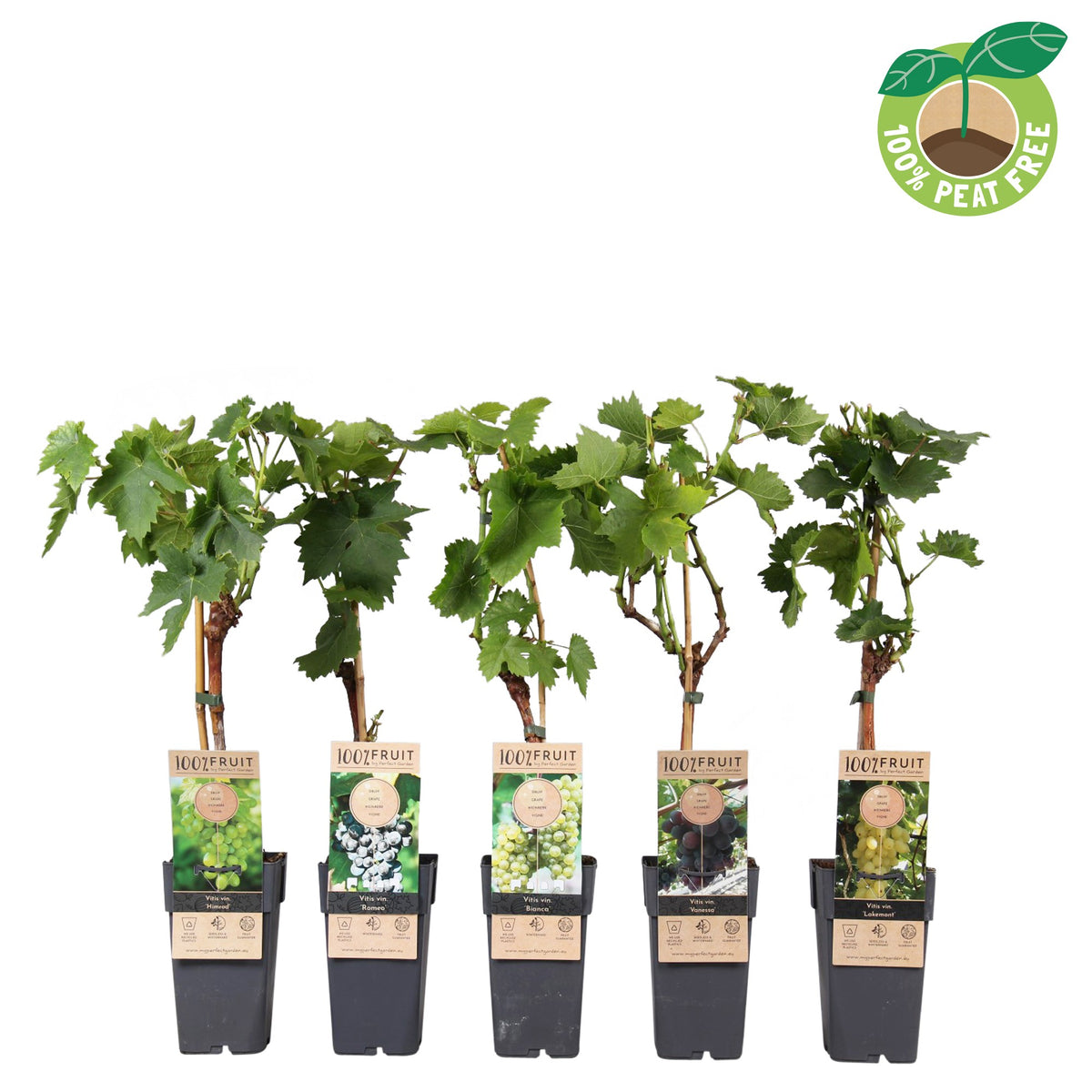 Vitis vinifera mix (Grape Mix) 50cm 15cm Pot