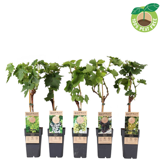 Vitis vinifera mix (Grape Mix) 50cm 15cm Pot