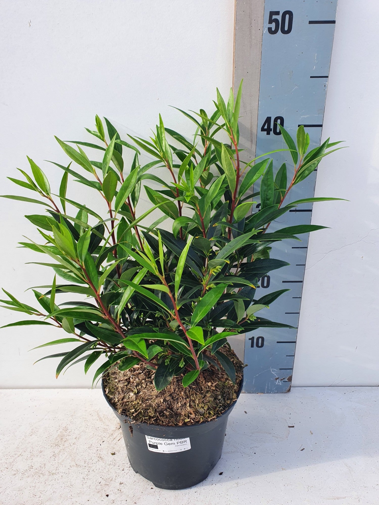Roessel Tuinpl. VOF, B. v. Sarcococca Purple Gem Pack of 1