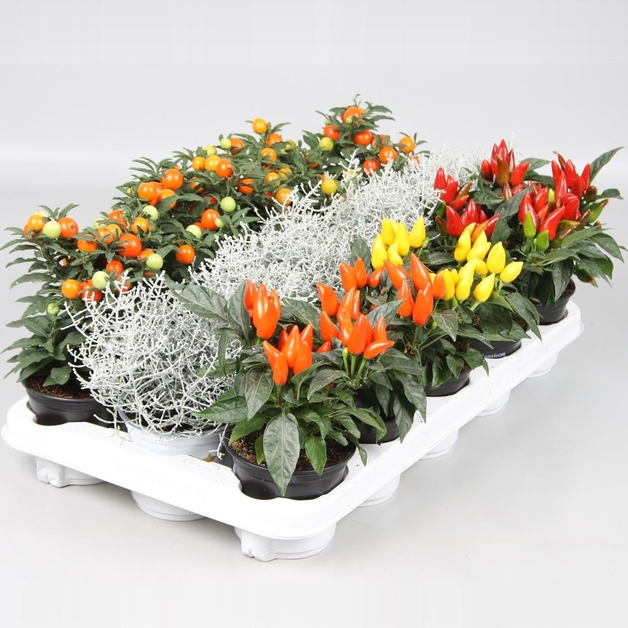 Herfstmix 15cm 510cm Pot