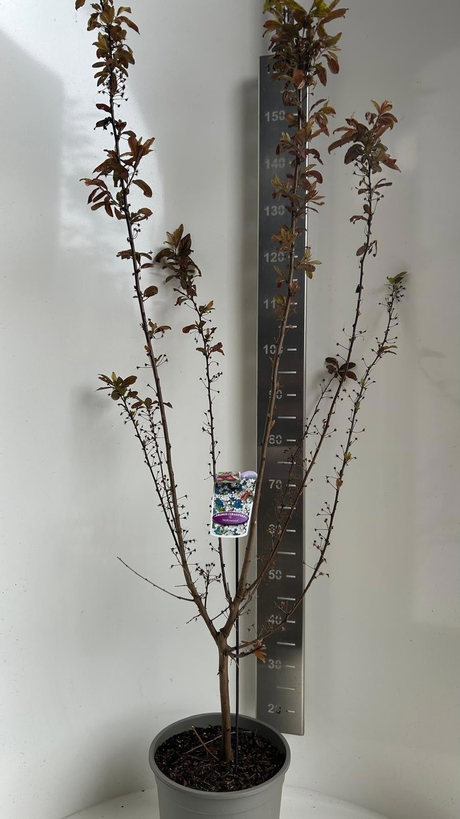 Prunus cerasifera 120cm 29cm Pot