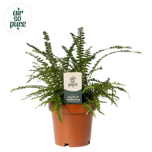 Nephrolepis Duffii 12cm Pot