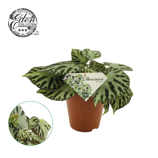 Begonia Silver Jewell 30cm 15cm Pot