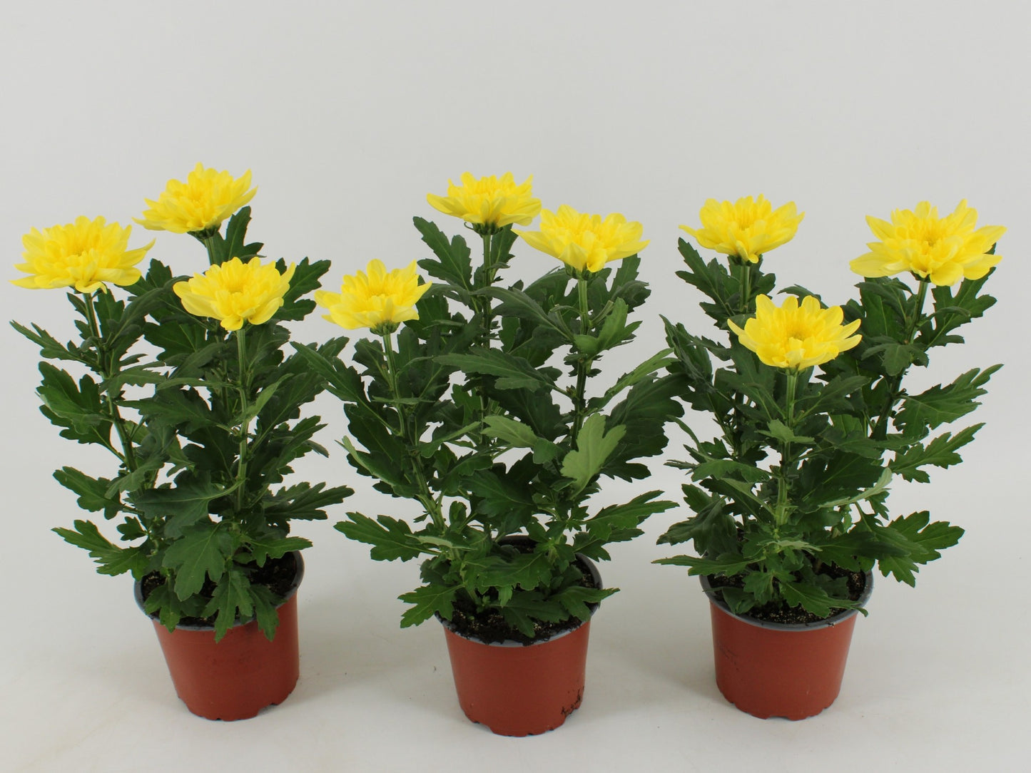 Kwintplant VOF Chrysanthemum Zembla yellow Pack of 10