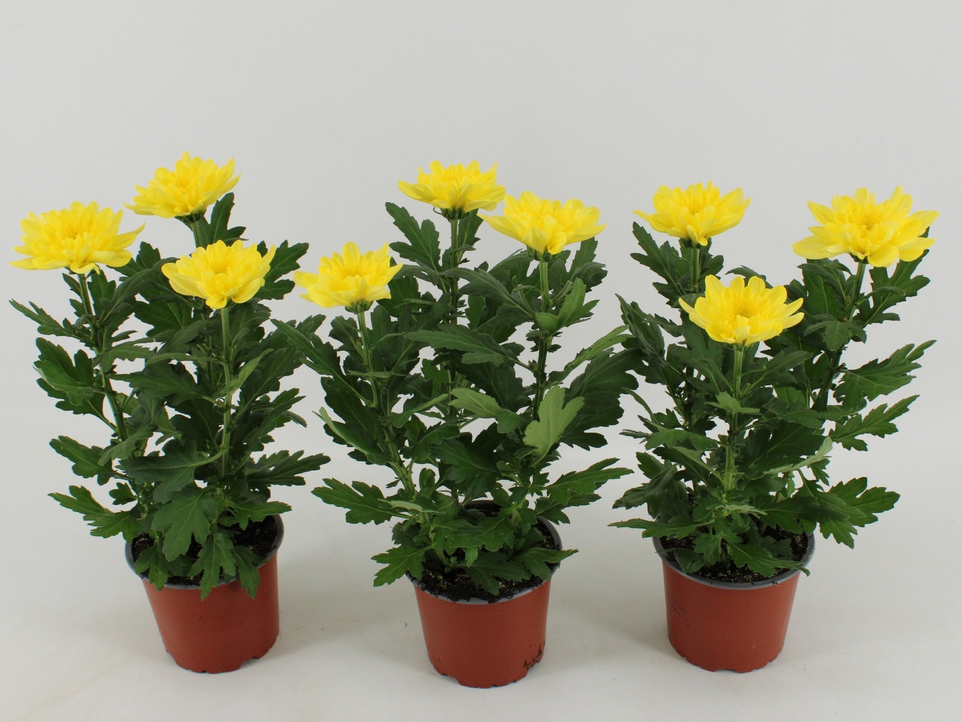Kwintplant VOF Chrysanthemum Zembla yellow Pack of 10