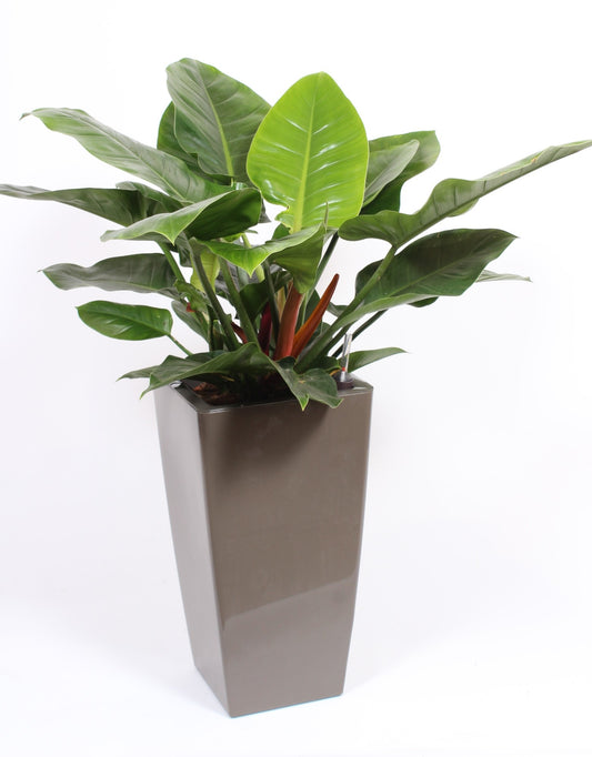 Philodendron Imperial Green 110cm 33cm Pot