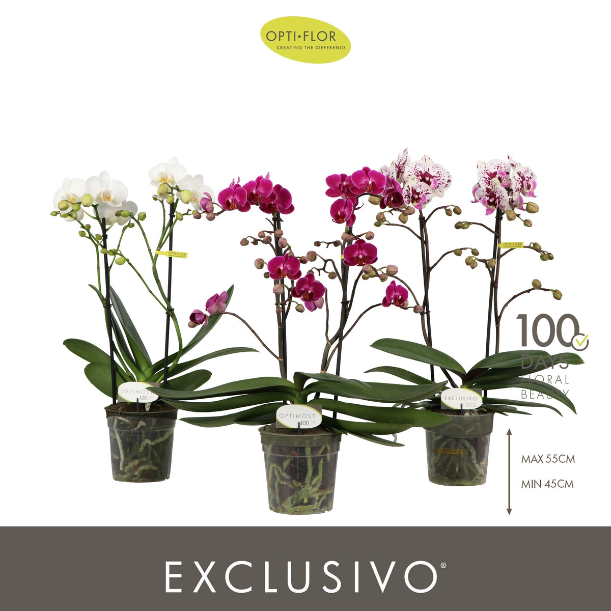 Phalaenopsis mf. mix 45cm 12cm Pot