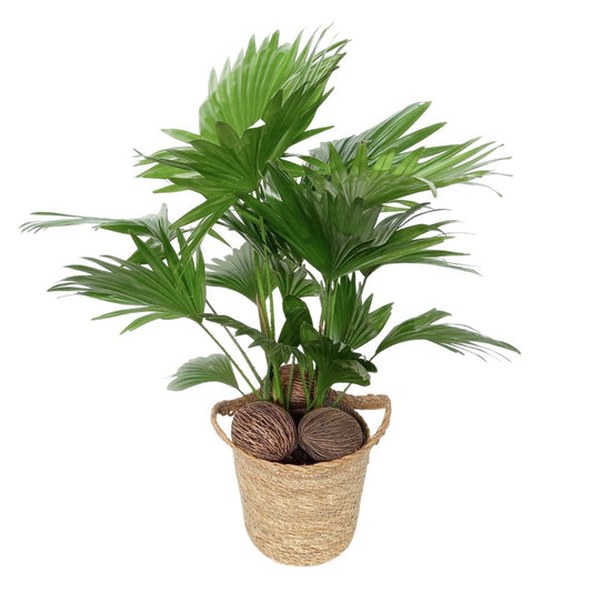 Livistona rotundifolia 50cm 16cm Pot
