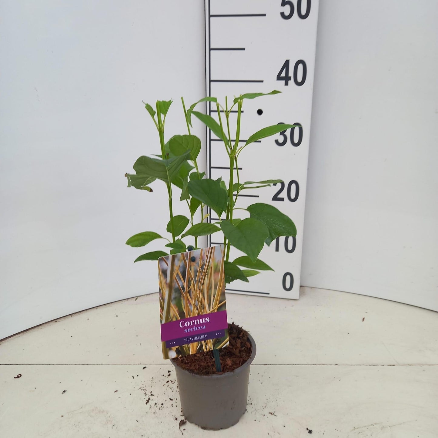 Cornus ser. Flaviramea 35cm 12cm Pot