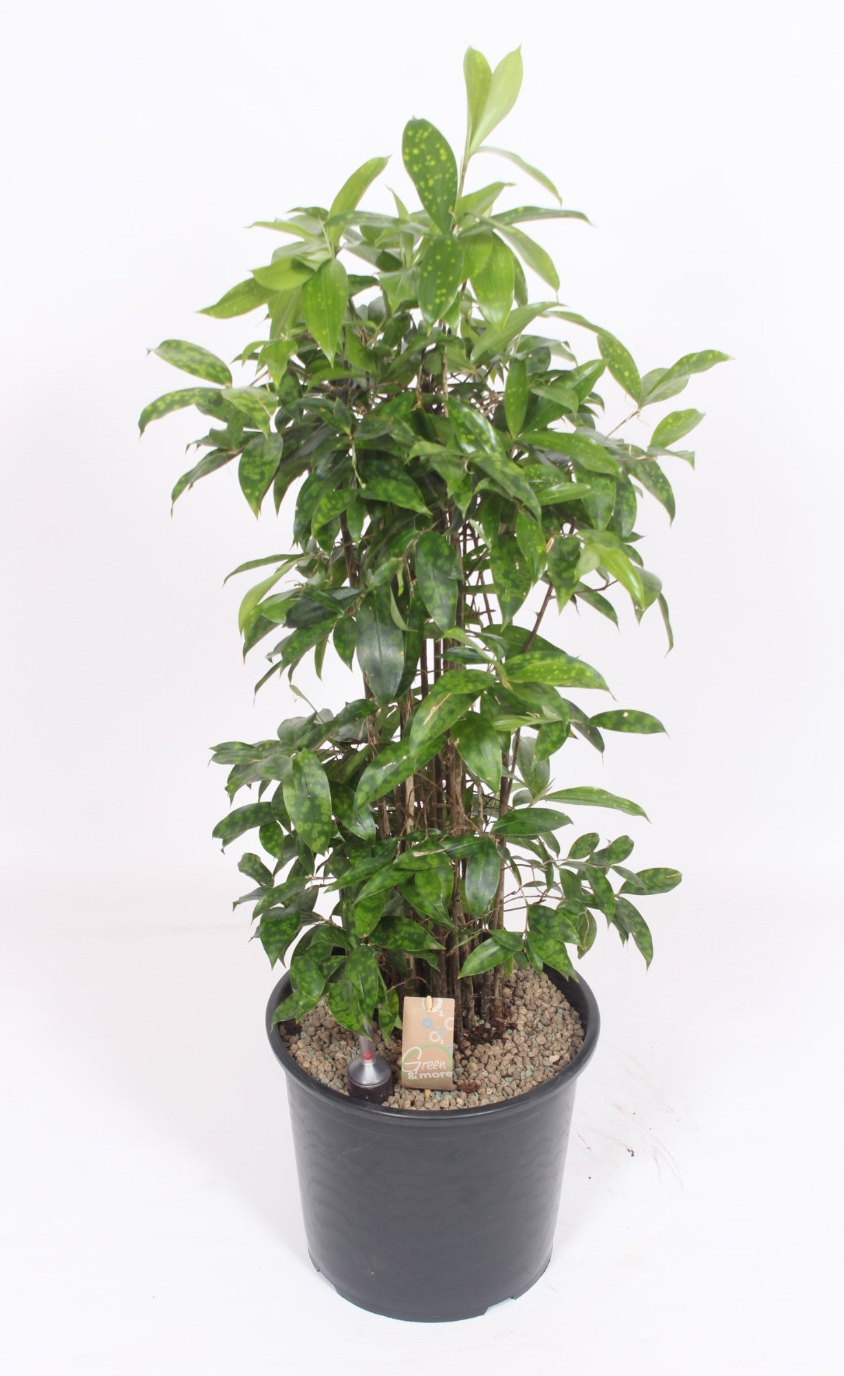 Dracaena surculosa 100cm 32cm Pot