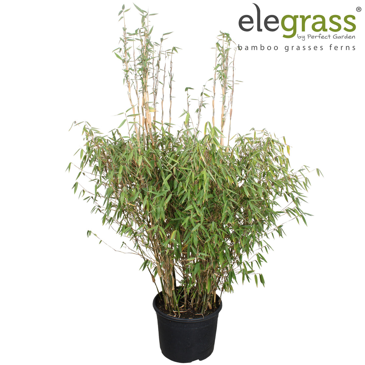 Fargesia murieliae 180cm 46cm Pot