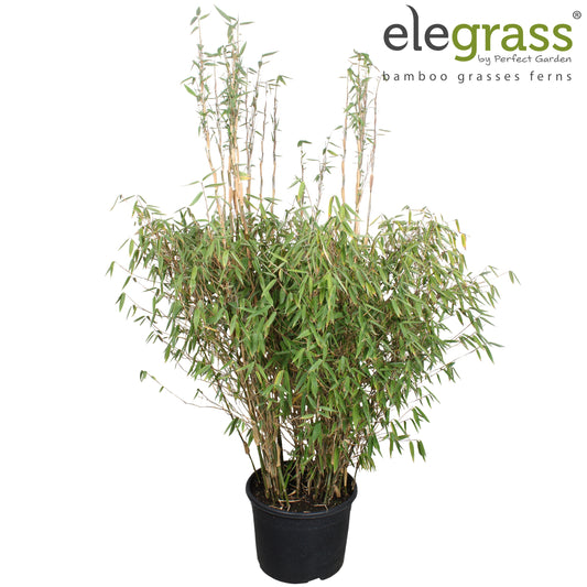 Fargesia murieliae 180cm 46cm Pot