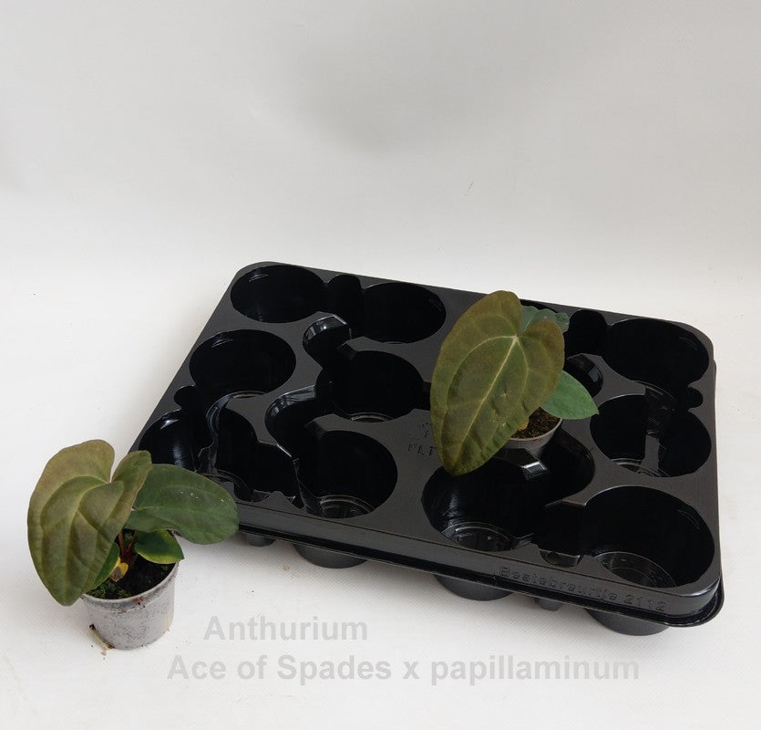 Plants 15cm 7cm Pot