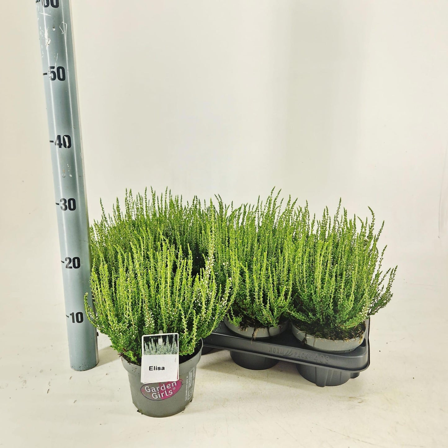 Calluna G-G Elisa 25cm 13cm Pot