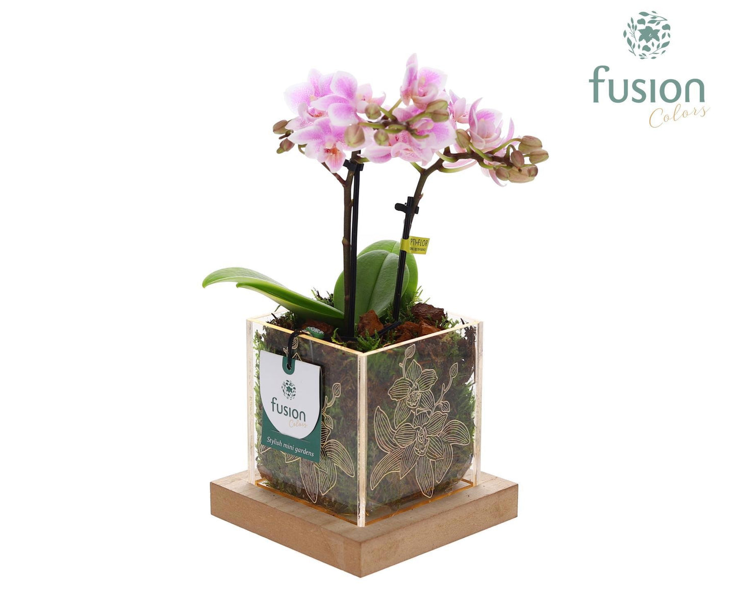 Acryl bakje met Phalaenopsis met LED 29cm 12cm Pot