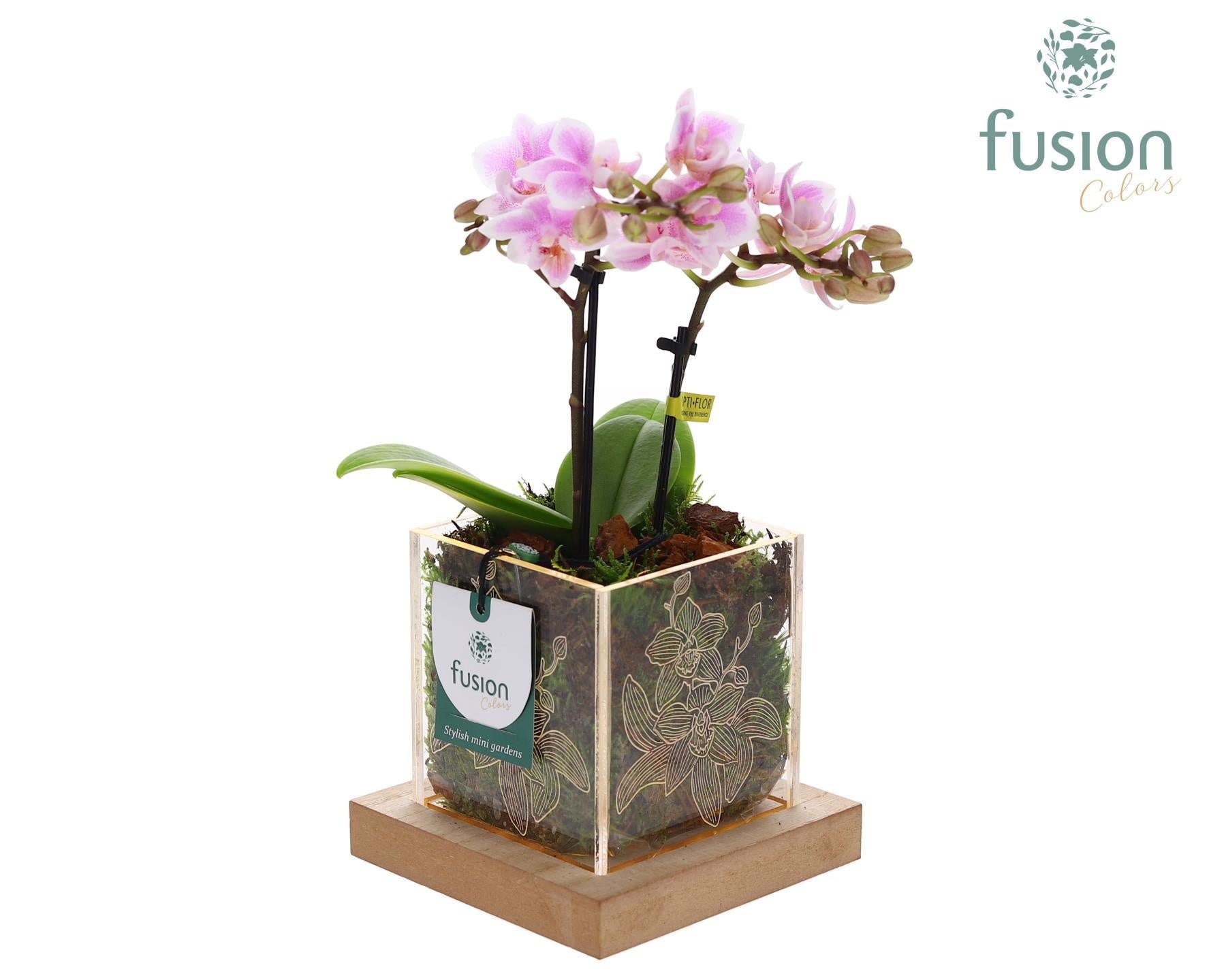 Acryl bakje met Phalaenopsis met LED 29cm 12cm Pot