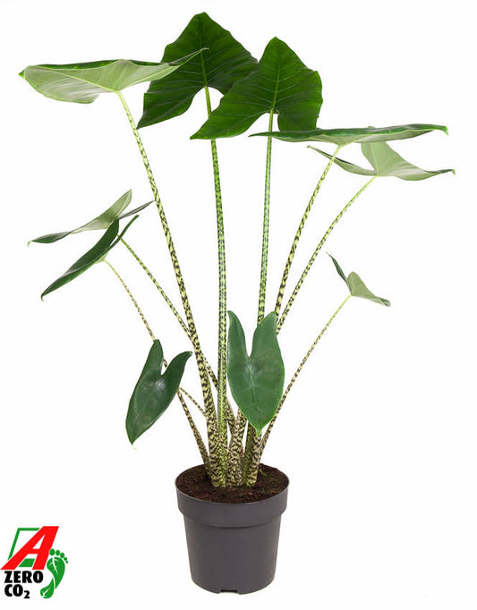 Alocasia Zebrina 120cm 32cm Pot