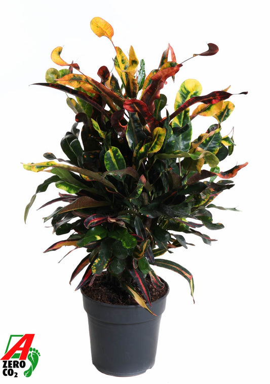 Codiaeum Mammi branched 60cm 19cm Pot